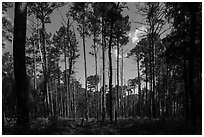 Pine forest on North Bluff. Congaree National Park ( black and white)