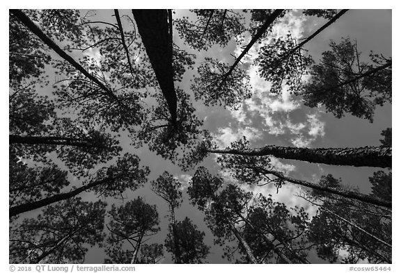 Looking up pine forest. Congaree National Park (black and white)