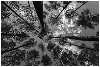 Looking up pine forest. Congaree National Park ( black and white)