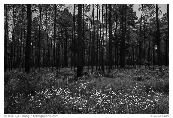 Summer wildflowers and pine forest. Congaree National Park (black and white)