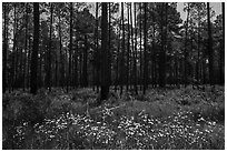 Summer wildflowers and pine forest. Congaree National Park ( black and white)