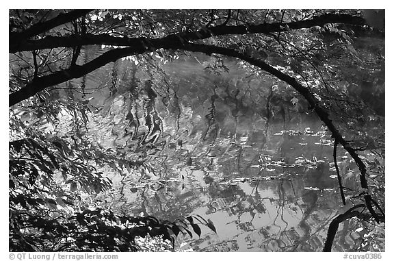 Arching tree and reflection on Kendal lake. Cuyahoga Valley National Park, Ohio, USA.