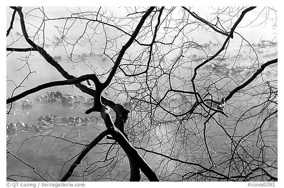 Branches and mist, Kendal lake. Cuyahoga Valley National Park, Ohio, USA.