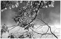 Branches and mist, Kendal lake. Cuyahoga Valley National Park, Ohio, USA. (black and white)