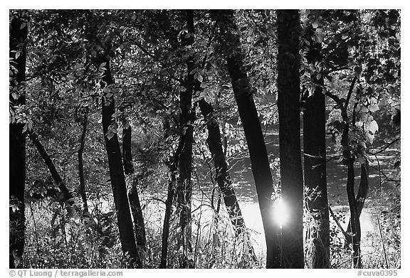 Sun reflected on a pond through trees. Cuyahoga Valley National Park, Ohio, USA.