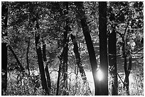 Sun reflected on a pond through trees. Cuyahoga Valley National Park, Ohio, USA. (black and white)