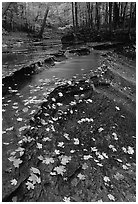Fallen leaves and cascades near Bridalveil falls. Cuyahoga Valley National Park, Ohio, USA. (black and white)