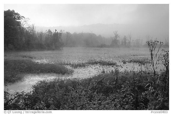 Beaver marsh and fog at dawn. Cuyahoga Valley National Park, Ohio, USA.