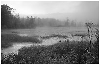 Beaver marsh and fog at dawn. Cuyahoga Valley National Park, Ohio, USA. (black and white)