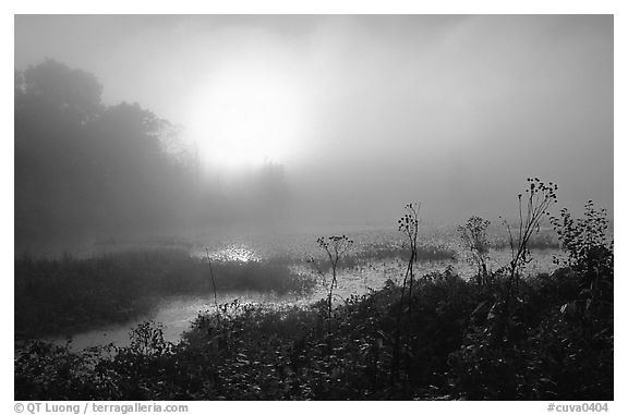 Beaver marsh at sunrise. Cuyahoga Valley National Park (black and white)