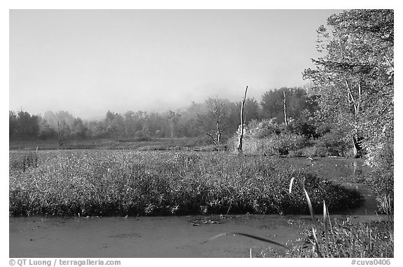 Beaver marsh, early morning. Cuyahoga Valley National Park, Ohio, USA.