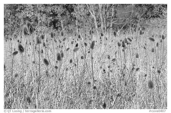 Thistles. Cuyahoga Valley National Park (black and white)