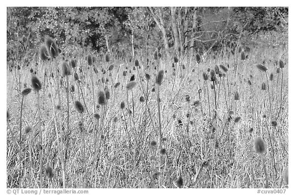 Thistles. Cuyahoga Valley National Park, Ohio, USA.