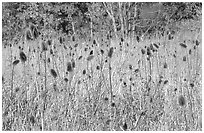 Thistles. Cuyahoga Valley National Park, Ohio, USA. (black and white)