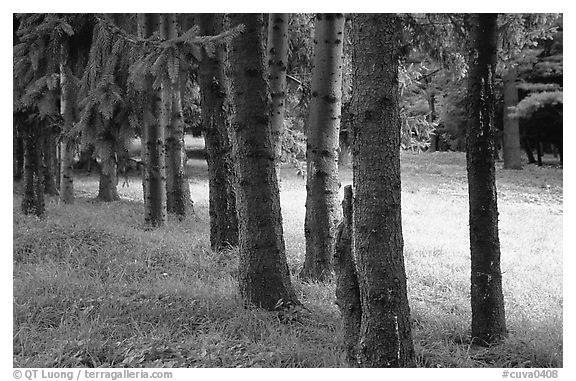Trees and grassy meadow. Cuyahoga Valley National Park (black and white)