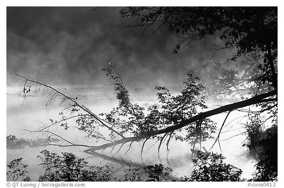 Fallen tree and mist raising from Kendall Lake. Cuyahoga Valley National Park (black and white)