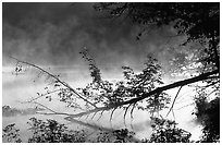 Fallen tree and mist raising from Kendal lake. Cuyahoga Valley National Park, Ohio, USA. (black and white)