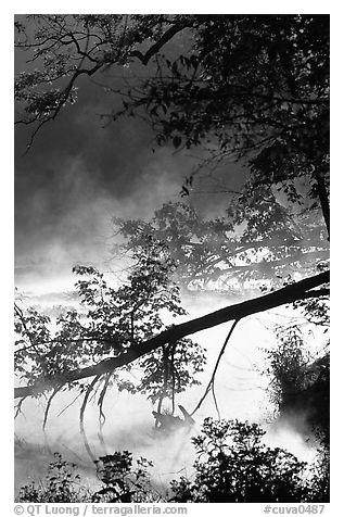 Fallen tree and mist, Kendal lake. Cuyahoga Valley National Park, Ohio, USA.