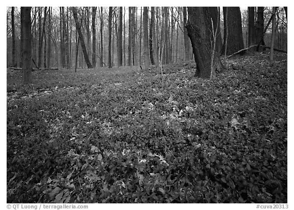 Myrtle flowers on forest floor in early spring, Brecksville Reservation. Cuyahoga Valley National Park, Ohio, USA.