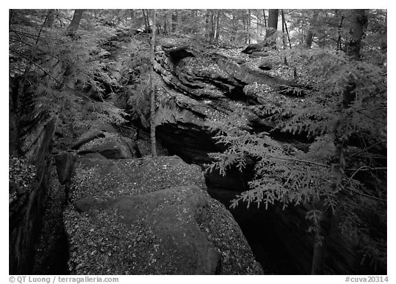 Sandstone depression at The Ledges. Cuyahoga Valley National Park (black and white)