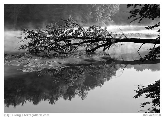 Fallen tree and reflection, Kendall Lake. Cuyahoga Valley National Park (black and white)