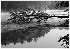 Fallen tree and mist, Kendal lake. Cuyahoga Valley National Park ( black and white)