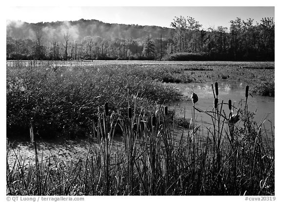 Reeds and beaver marsh, early morning. Cuyahoga Valley National Park, Ohio, USA.