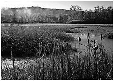 Reeds and beaver marsh, early morning. Cuyahoga Valley National Park, Ohio, USA. (black and white)