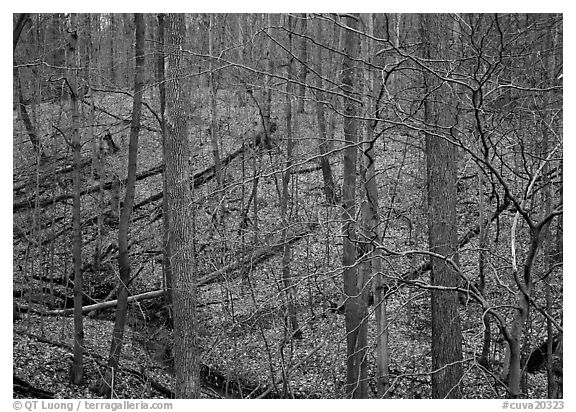 Barren trees and fallen leaves on hillside. Cuyahoga Valley National Park (black and white)
