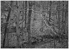 Branches and bare forest. Cuyahoga Valley National Park, Ohio, USA. (black and white)