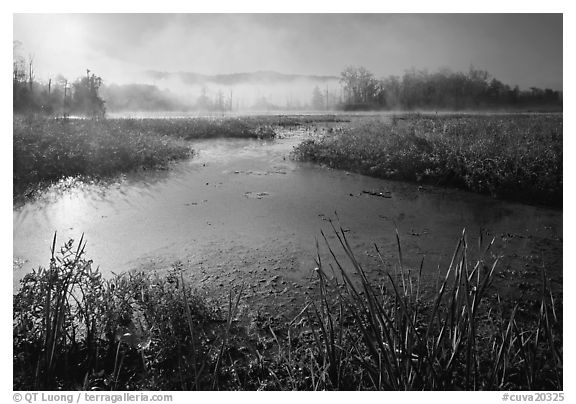 Aquatic plants, Beaver Marsh, and mist, early morning. Cuyahoga Valley National Park, Ohio, USA.