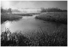 Aquatic plants, Beaver Marsh, and mist, early morning. Cuyahoga Valley National Park, Ohio, USA. (black and white)