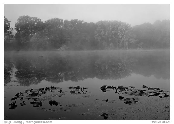 Mist on Kendall lake. Cuyahoga Valley National Park (black and white)