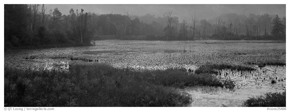 Marsh landscape at dawn. Cuyahoga Valley National Park (black and white)
