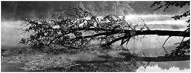Fallen tree in lake with mist raising. Cuyahoga Valley National Park (Panoramic black and white)