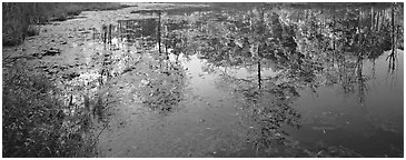 Trees reflected in pond in the fall. Cuyahoga Valley National Park (Panoramic black and white)