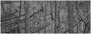 Bare forest with fallen trees on hillside. Cuyahoga Valley National Park (Panoramic black and white)