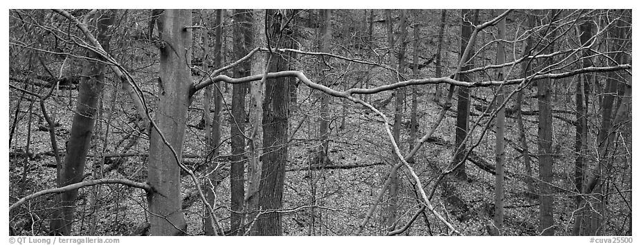 Criss-crossing branches in bare forest. Cuyahoga Valley National Park (black and white)