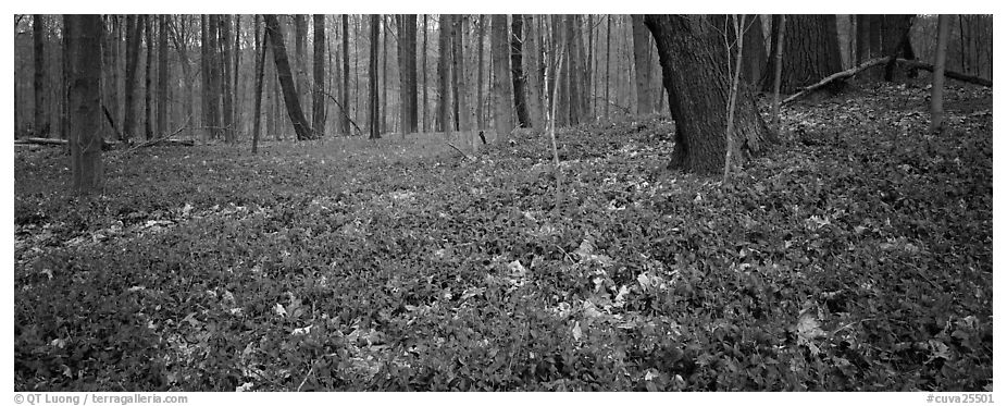 Forest floor with bare trees and early wildflowers. Cuyahoga Valley National Park (black and white)