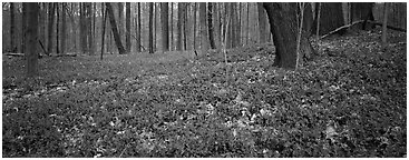 Forest floor with bare trees and early wildflowers. Cuyahoga Valley National Park (Panoramic black and white)