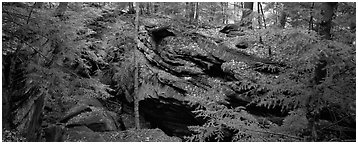 Forest scene with moss-covered limestone rocks. Cuyahoga Valley National Park (Panoramic black and white)