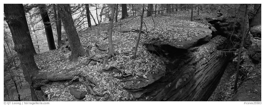 Forest scenery with fallen leaves, fog, and rock cracks. Cuyahoga Valley National Park (black and white)