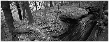 Forest scenery with fallen leaves, fog, and rock cracks. Cuyahoga Valley National Park (Panoramic black and white)