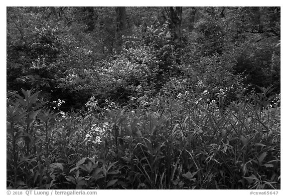 Wildflowers and blooms in summer. Cuyahoga Valley National Park (black and white)