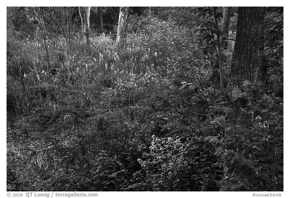 Swampy forest undergrowth in summer. Cuyahoga Valley National Park (black and white)