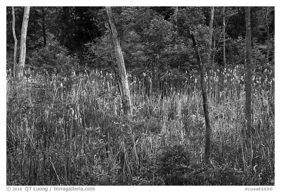 Cattails in forest pond. Cuyahoga Valley National Park (black and white)