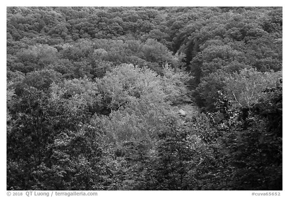 Tree canopy and Tinkers Creek Gorge in summer, Bedford Reservation. Cuyahoga Valley National Park (black and white)