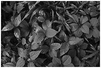 Close-up of leaves with insect holes, Bedford Reservation. Cuyahoga Valley National Park ( black and white)