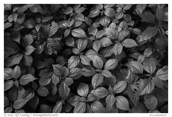 Close-up of undergrowth leaves, Bedford Reservation. Cuyahoga Valley National Park (black and white)