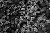 Close-up of undergrowth leaves, Bedford Reservation. Cuyahoga Valley National Park ( black and white)